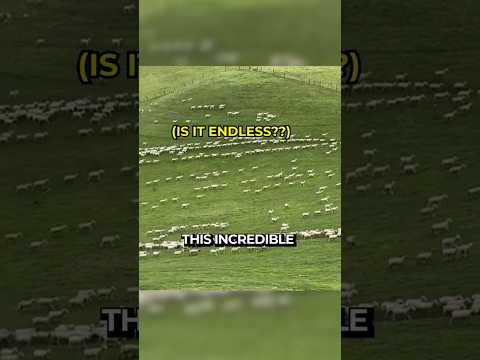 How Many Sheep a Single Dog Can Manage?