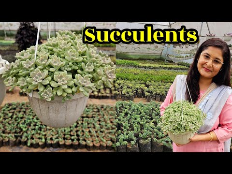 🔴SUCCULENT PLANT CARE/ TIPS TO CARE AND GROW SUCCULENT PLANTS- WATER & SOIL #succulent #gardening