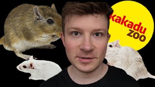 Kakadu ZOO jest ZŁE - moje myszoskoczki