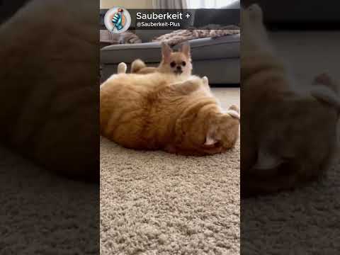 When your gym buddy gives up 😹🐶