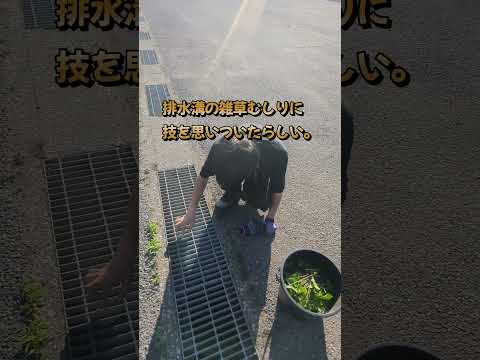 柊が草むしりのプロになった瞬間 #ゴールデンレトリバー子犬 #大型犬のいる生活