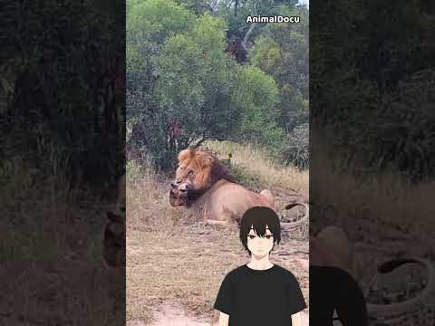 León vs. Perro salvaje #gatos