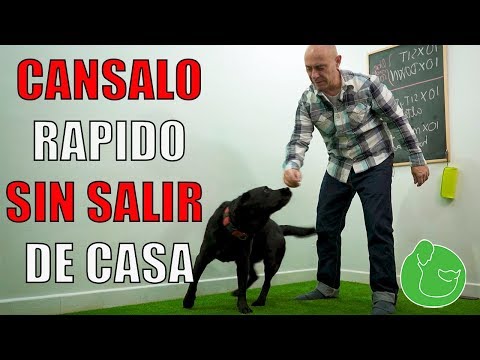 3 Maneras de CANSAR a tu PERRO en CASA (También hiperactivos y con Alta Energía)