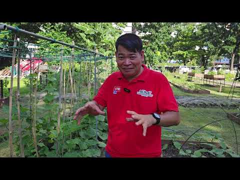 SMC GULAYAN SA OPISINA #gardening #farmer #nice #vegetables