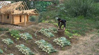 Land improvement - Plant Kohlrabi on New Land, Harvest for sale at the market. 3 year in forest