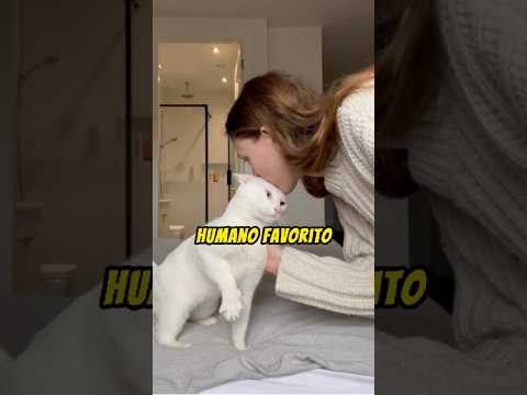 Como saber se você é a pessoa FAVORITA do seu gato?