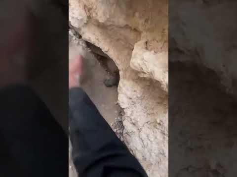 الصقر صايد الحمامة بجحر 😳😅🏃🏻‍♂️