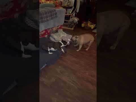 Happy Halloween from our monsters to yours! #shorts #frenchbulldog #viral