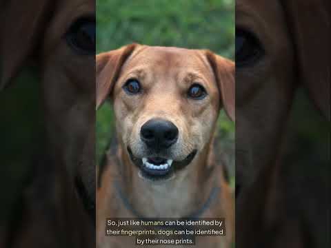 A Dog’s Nose Print Is Like a Human Fingerprint—Totally Unique! #shorts