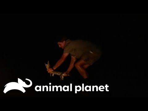 Steve In the Nile With Hungry Crocodiles | The Crocodile Hunter |
Animal Planet