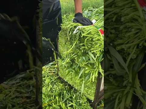 কমলি শাক কাটার সেরা টেকনিক #sotvideo