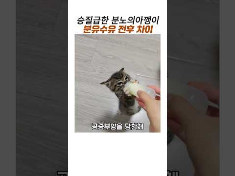 승질급한 분노의 아기고양이 분유수유전후#아깽이#고등어테비#귀여운고양이