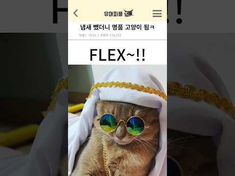 냄새나는 고양이 구조해왔는데 꽤 고급임;;