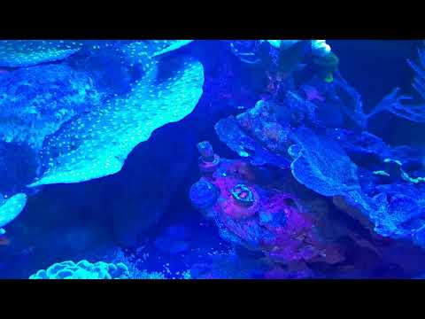 Waterbox marine 60.2  wwc chalice mishap coral glo almost 3yrs ! reef tank growth problems