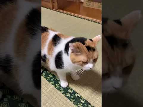 【三毛猫】癒しの声