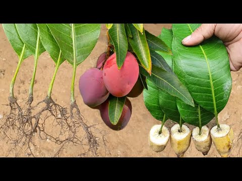 So Amazing Skill Grating Mango