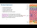 Epidermis Structure and Function