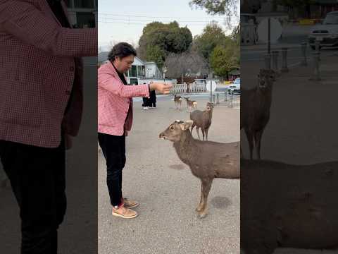 Yaponiyadagi Kiyiklari Sizga Uch Marta Ta’zim Qiladi!!!