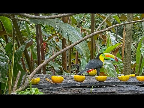 Panama Fruit Feeders | Cornell Lab Bird Cams Cornell Lab Bird Cams