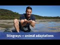 Stingray Adaptations and Cultural Significance