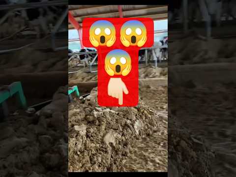 "Ultra Fast JCB Cow Manure Cleaning 🚜✨ | High Quality Barn Cleanup #JCB #Cleaning #Farm #CowManure"