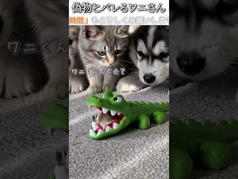犬猫のおもしろ画像にツッコミどころ満載なアフレコしてみた＃332【おもちゃ】【ハプニング映像】#shorts　#アフレコ #面白動画