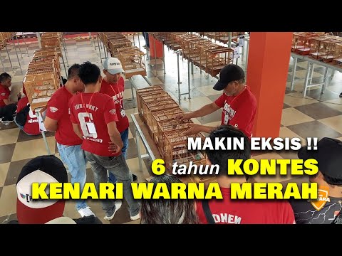 MAKIN EKSIS , 6 tahun KONTES KENARI WARNA MERAH | PARENTAL