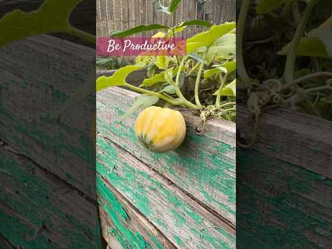 Be Productive, even you don’t feel like it. #workingseeds #garden #momlife #thegrind #colorado