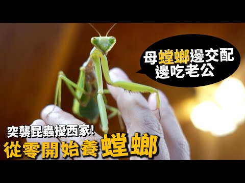 【從零開始養】螳螂!母螳螂邊交配邊吃老公!?怎麼養?螳臂當車居然是真的? - YouTube