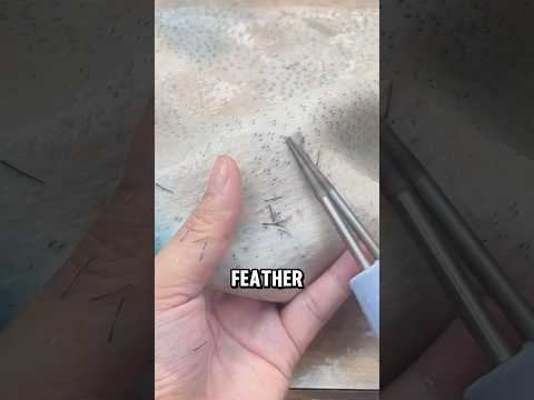 Efficient Electric Poultry Feather Plucker, A Step-by-Step Guide😅😅 #wildanimalfacts #facts