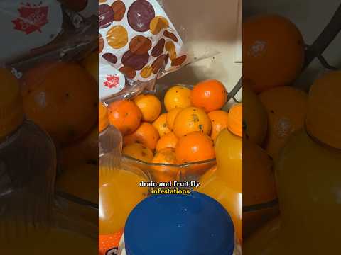 How to get rid of fruit flies ๐ชฐ๐ชฆ๏ฟผ