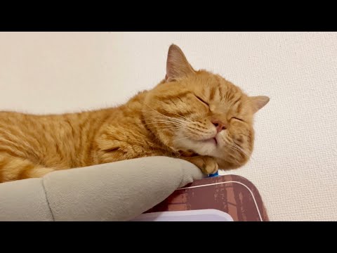 寝てる時に『ハッ！』とした猫。