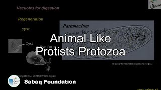 More on Protozoa