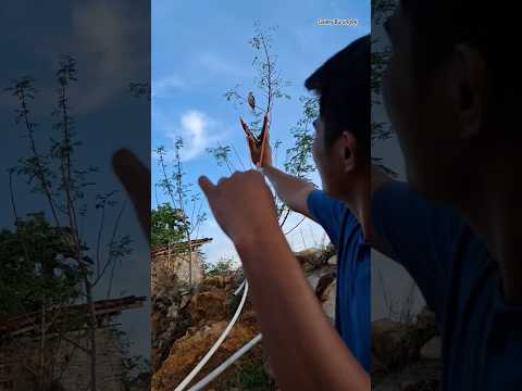Neppel Burung #shortsvideo #viral