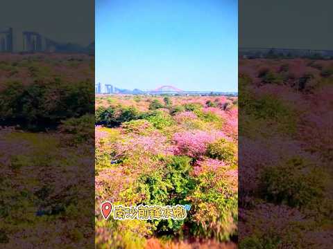 【短片】冬日南沙 · 花海如畫