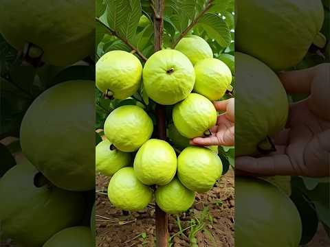 How to propagate guava tree Airlayering. #shorts #youtubeshorts #guava #indian_nursery_tips