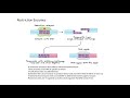 Understanding Restriction Enzymes Concepts