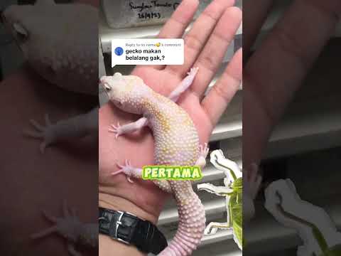 Gecko boleh makan belalang ga sih? Yuk kita bahas! #gecko #leopardgecko #geckomakan