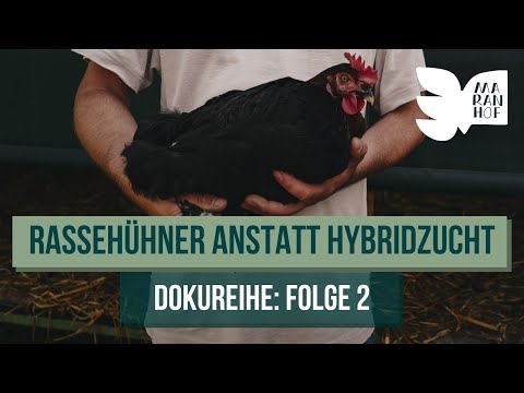 Keine Hochleistungs-Hühner an unseren Höfen • Maranhof-Doku (Teil 2/5)