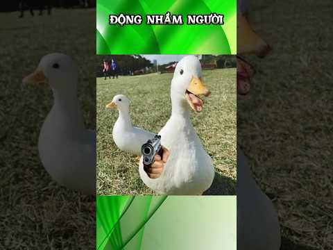 Không Phải Em (Not Me) #funnyvideo #funny #animals #duck