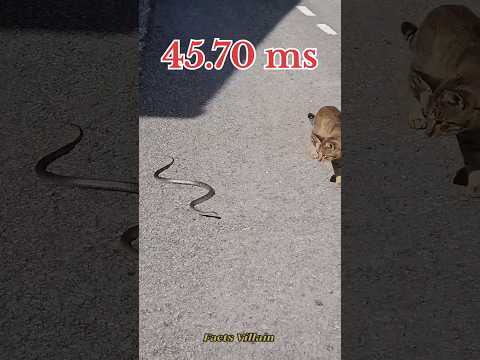 Powerful Billi hai 🐈 #trending #facts #viral #shortvideo #billi #powerful #toptrending #viralshort