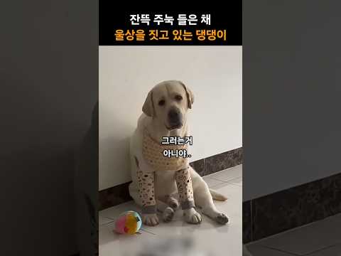 잔뜩 주눅 들은 채 울상을 짓고 있는 댕댕이