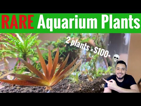 Rare Aquarium Plants ! (Pick up from Local Hobbyis Picking Up rare aquarium plants from a well known local hobbyist here in NYC. (He's well known on Re