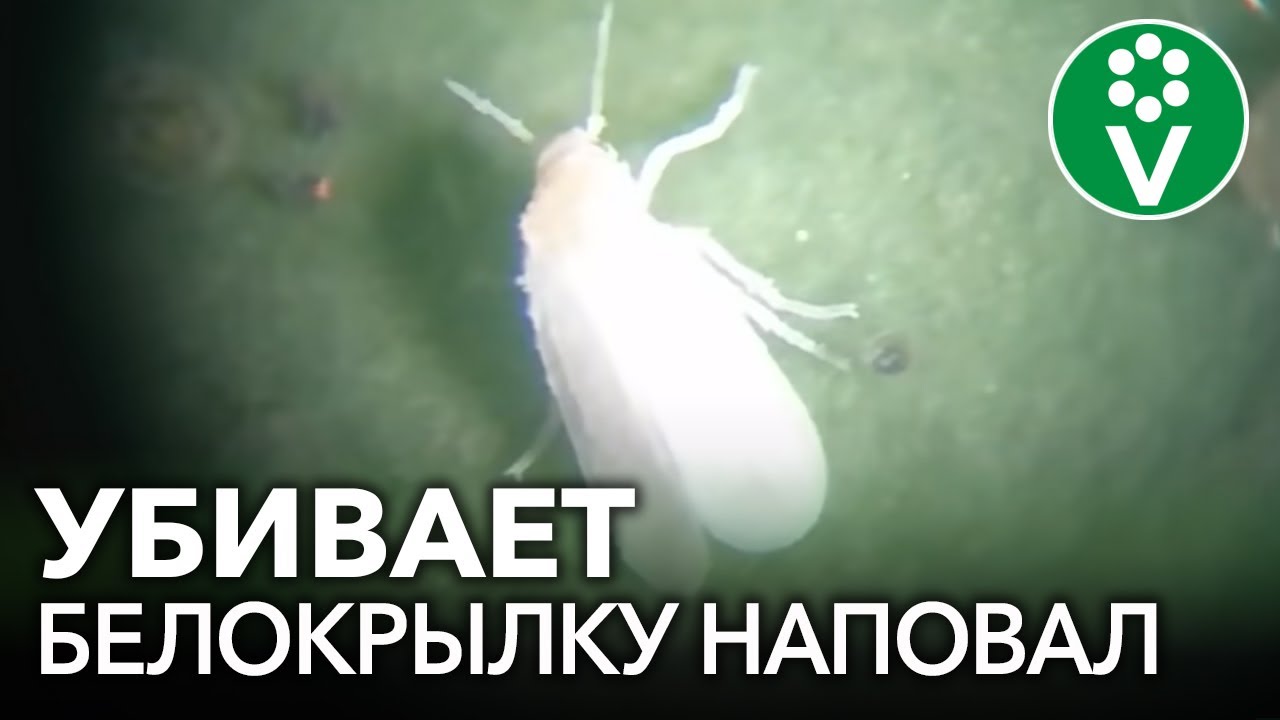 Безопасный и очень эффективный способ борьбы с белокрылкой и паутинным клещом!