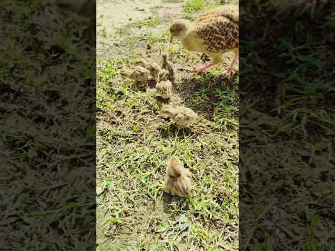 teetar family 🥰#viral #foryou