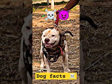 Angry Pitbull Dog facts trending video #shorts #dogshorts #dogfacts #doglovers #trendingshorts