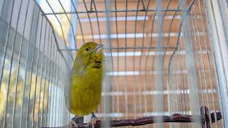 Your Canary Can’t Ignore THIS!