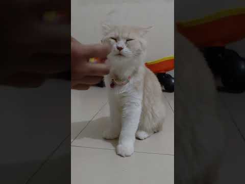 Mochi Funny Cat Videos #mochi #cat