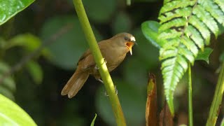 Sharpe's Wren Calling and Singing.