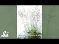 Adaptation of Plants to Climate Change